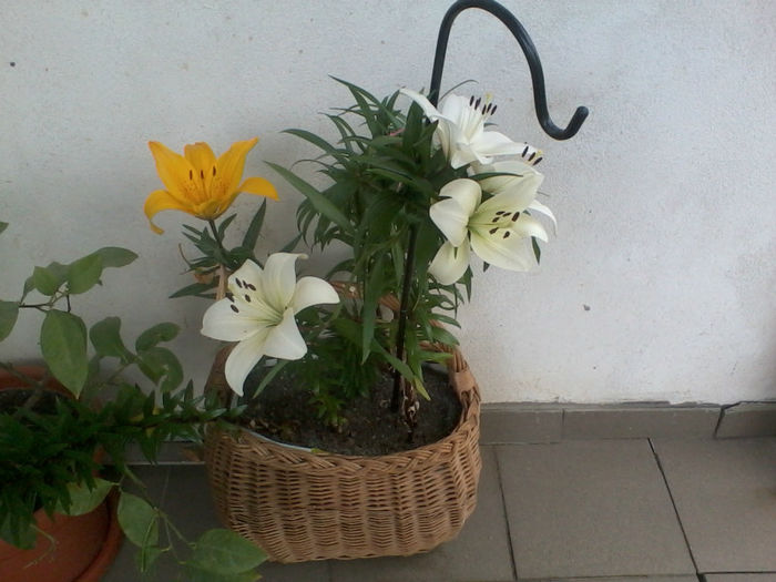 Copy of 2013-05-14 17.16.36