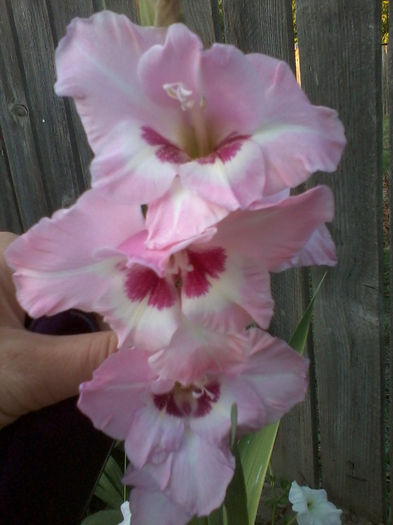 2012-07-19 19.51.26 - gladiole