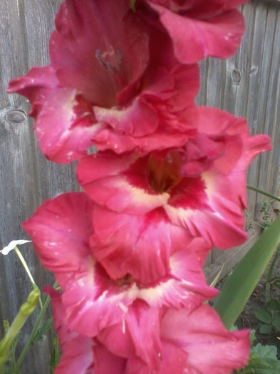 2012-07-19 19.27.13 - gladiole