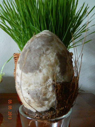 DSCN2033 - nuci de cocos oua pentru Paste