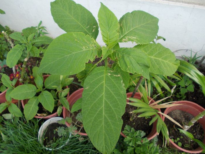 DSCN0903 - brugmansia si datura