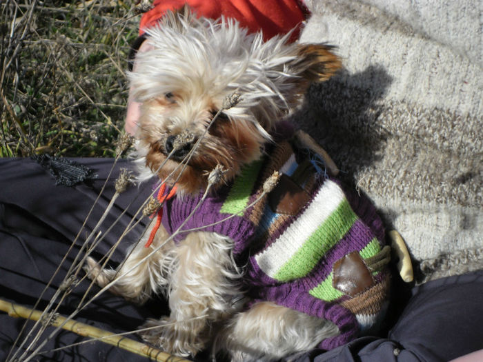 SAM_0694 - yorkshire terrier mini toy