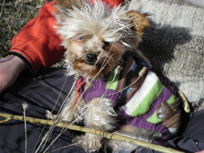 SAM_0695 - yorkshire terrier mini toy