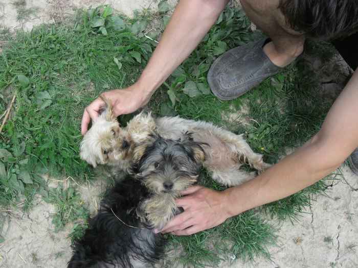 SAM_0757 - yorkshire terrier mini toy