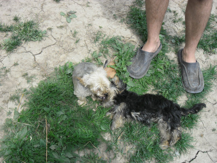 SAM_0765 - yorkshire terrier mini toy