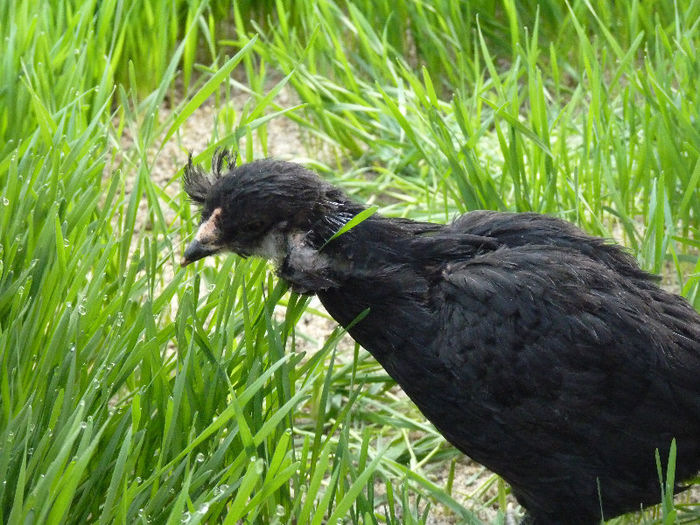 P1200534 - araucana 2013