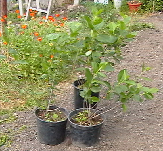 Arbusti de Aronia la ghiveci de 2 l - Arbusti ornamentali fructiferi - Aronia melanocarpa nero Scorus negru