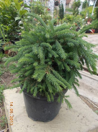 PICEA BARRY 35