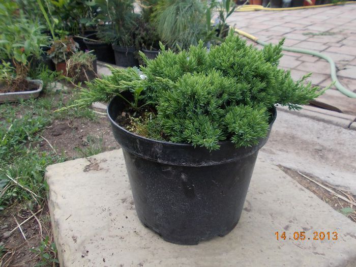 JUNIPERUS NANA PROCUMBENS 35 - CONIFERE