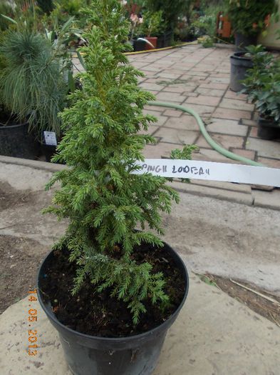 JUNIPERUS PINGII LOODERII  20 - CONIFERE