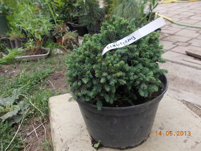 picea echiniformis 35 - CONIFERE