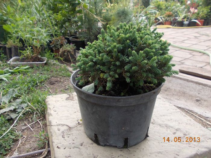 picea echiniformis 35 - CONIFERE