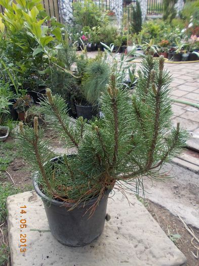 PINUS MUGO PUMILIO 28 - CONIFERE