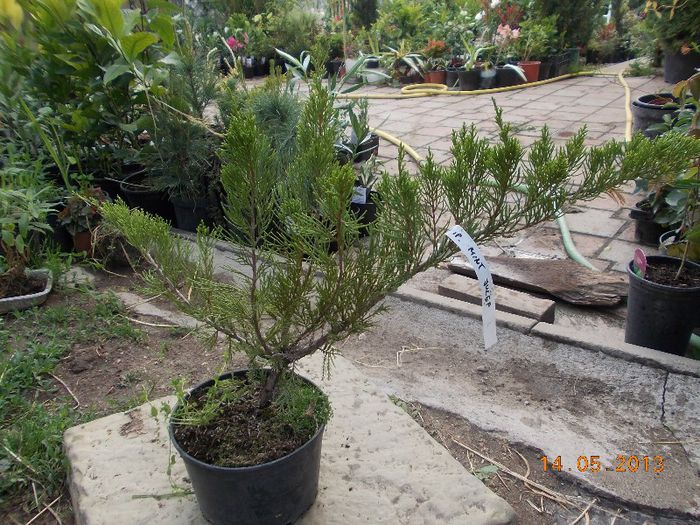 JUNIPERUS MINT JULEP 24 - CONIFERE