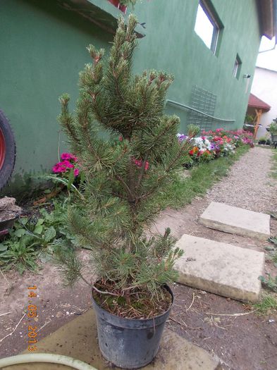 pinus mugo mughus 35 - CONIFERE