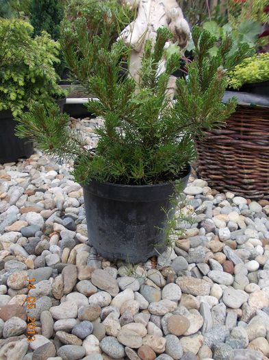 PINUS MUGO PUMILIO 28