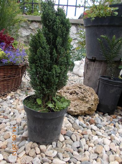 CHAMAECYP ELWOODI 24