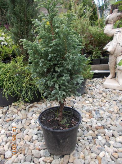 CHAMECYP BOULEVARD 28