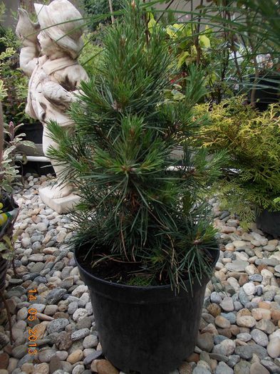 PINUS SYLV, GLOBOSA VIRIDIS 45