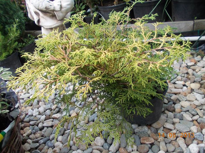 chamecyparis tsatsumi gold 24