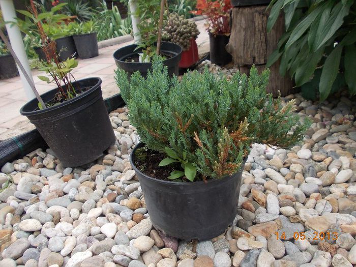 JUNIPERUS BLUE FOREST 24