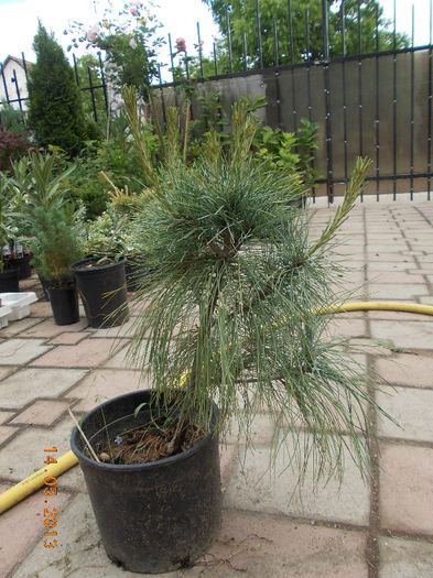 pinus wallichiana 40