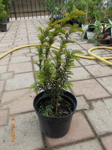 TAXUS SEMPERAUREA 28 - CONIFERE