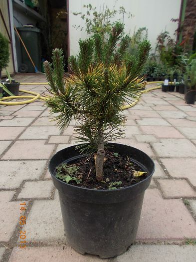 pinus wintergold 45