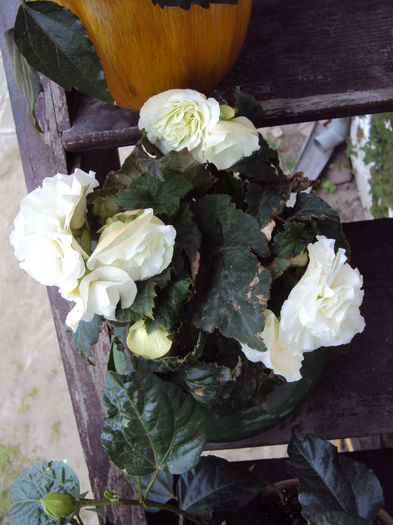 DSC04009