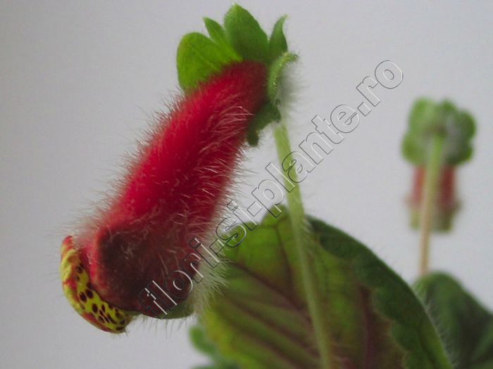 Kohleria Luci s Baby One- detalii http:flori-si-plante.roforumviewtopic.php?f=49&t=1161&start=15 - KOHLERIA IV - Hibrizii mei - My hybrids