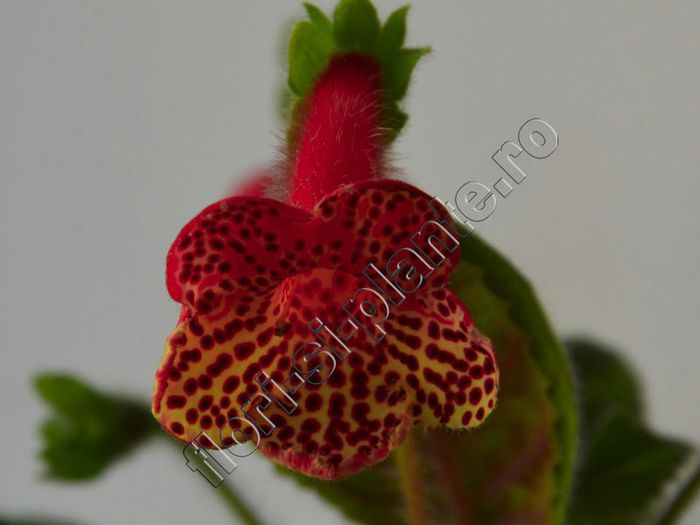 Kohleria Luci s Baby One - detalii http:flori-si-plante.roforumviewtopic.php?f=49&t=1161&start=15; Detalii: http:flori-si-plante.roforumviewtopic.php?f=49&amp;amp;t=1161&amp;amp;start=15
