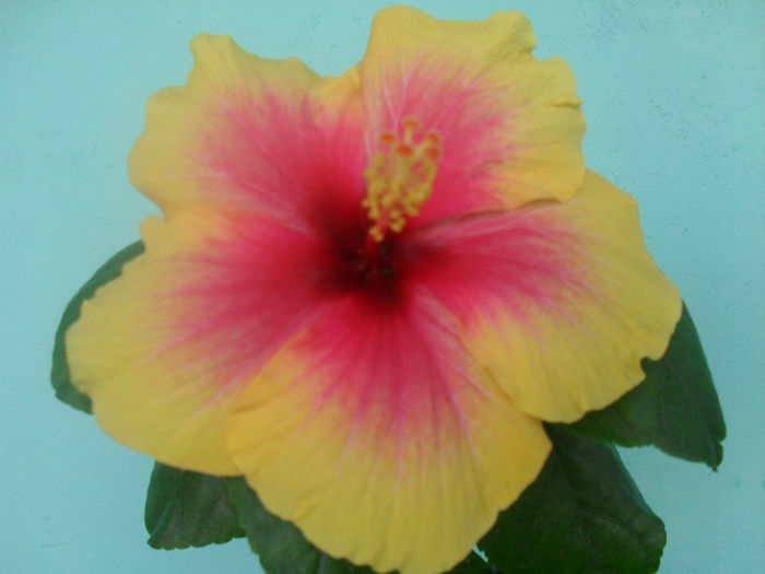 SDC10194 - HIBISCUS 2013