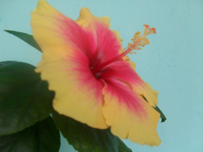 SDC10196 - HIBISCUS 2013