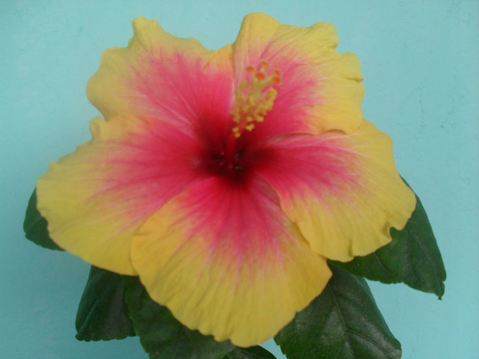 SDC10198 - HIBISCUS 2013