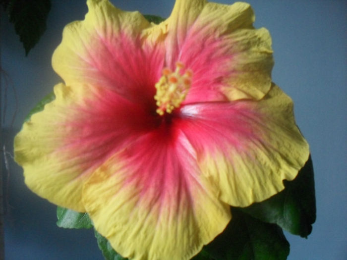 SDC10204 - HIBISCUS 2013