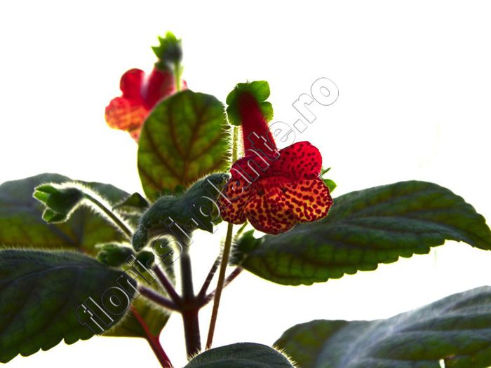 Kohleria Luci s Baby One - Detalii: http:flori-si-plante.roforumviewtopic.php?f=49&amp;t=1161&amp;st - KOHLERIA IV - Hibrizii mei - My hybrids