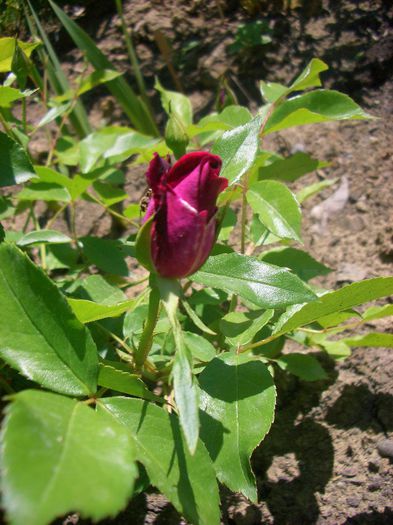 Burgundy Ice (Burgundy Iceberg - floribunda)