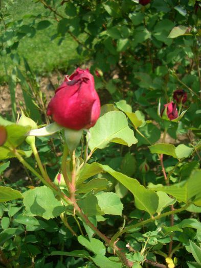 Munstead Wood • Ausbernard (Shrub. English Rose Collection) - trandafiri 2013 - part I