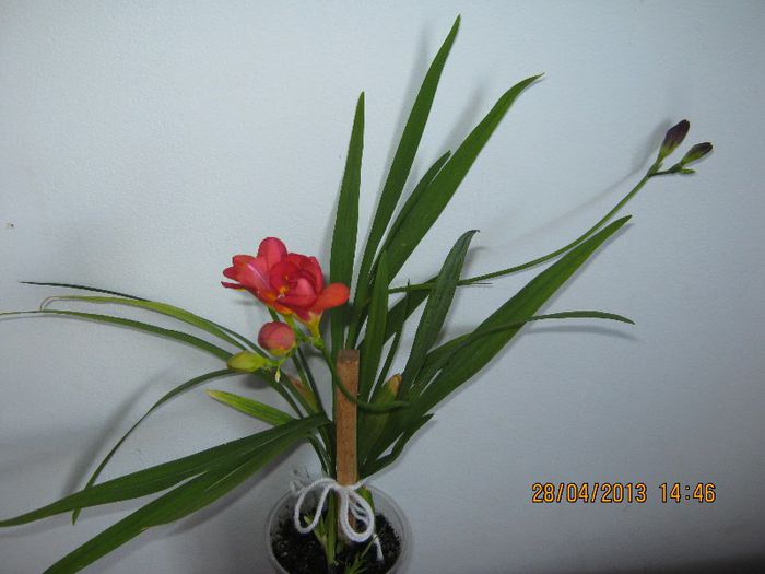 IMG_2560 - Florile mele aprilie