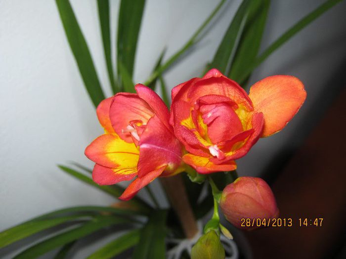 IMG_2561 - Florile mele aprilie