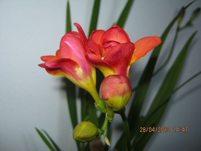 IMG_2562 - Florile mele aprilie