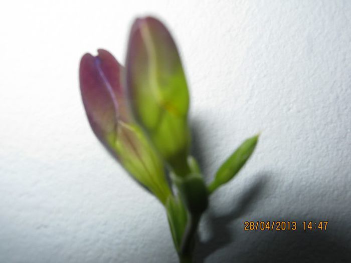 IMG_2564 - Florile mele aprilie