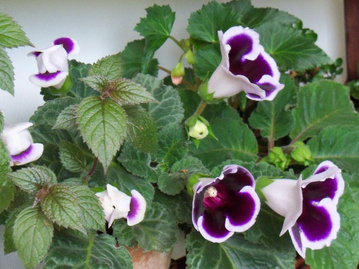 14.05.2013 - GLOXINIA 2012 SI 2013