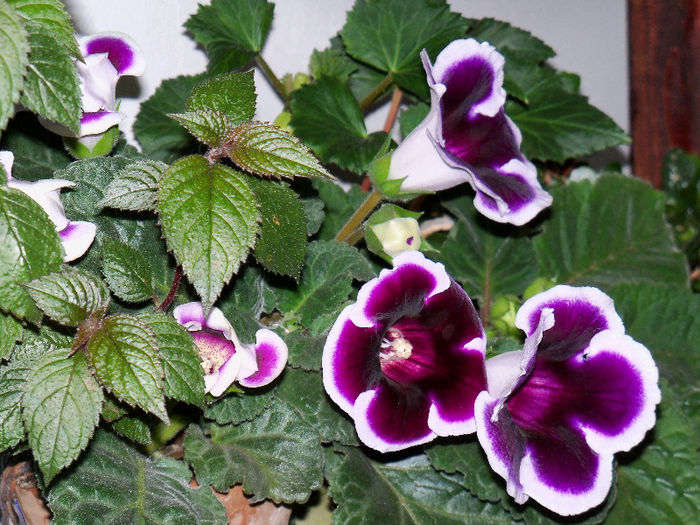 14.05.2013 - GLOXINIA 2012 SI 2013