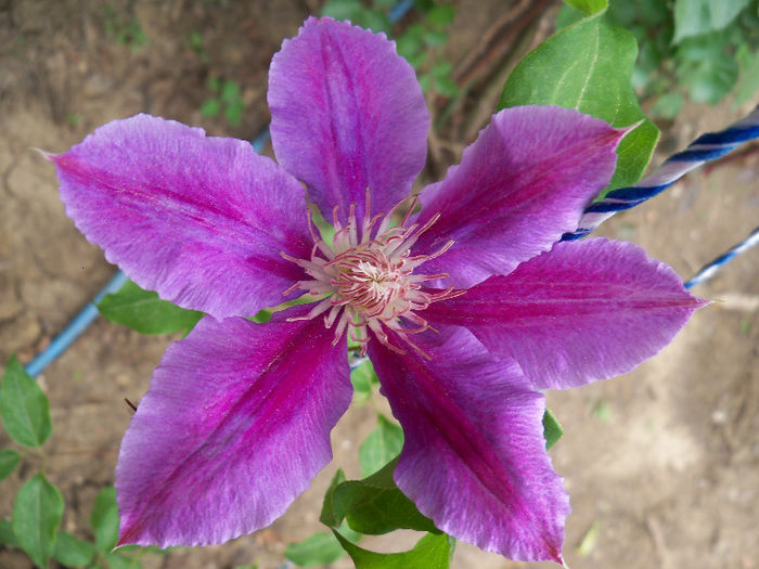 101_8556 - CLEMATIS 2013