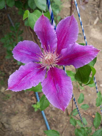 101_8557 - CLEMATIS 2013