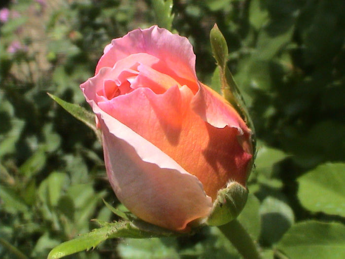 DSC00367 - Abraham Darby