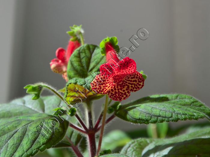 Kohleria Luci s Baby One - detalii http://flori-si-plante.ro/forum/viewtopic.php?f=49&t=1217 - KOHLERIA IV - Hibrizii mei - My hybrids