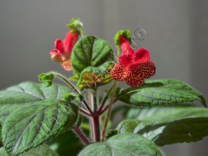 Kohleria Lucis Baby One - Detalii - http://flori-si-plante.ro/forum/viewtopic.php?f=49&t=1217 - KOHLERIA IV - Hibrizii mei - My hybrids