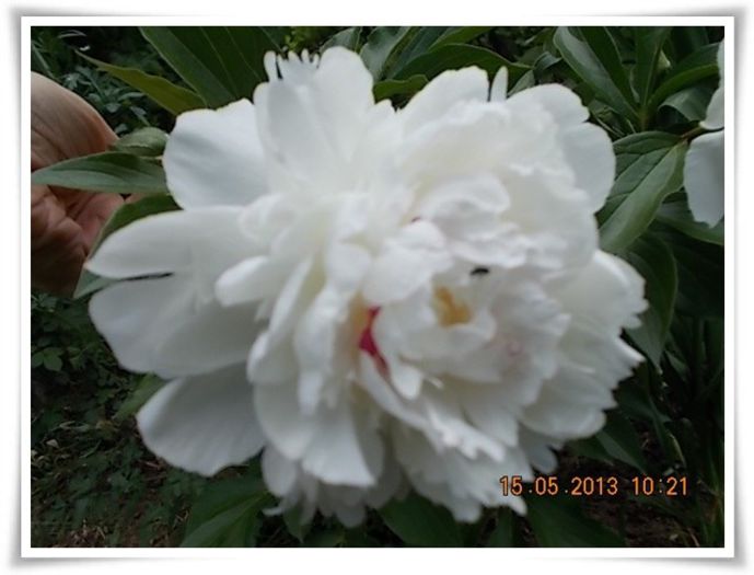 DSCN4342 - flori diverse 2013